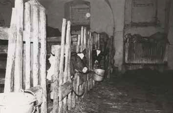 Kälberaufzucht bei Horschig (1988). Foto: Hubert Kreisch Kälberaufzucht bei Horschig (1988). Foto: Hubert Kreisch