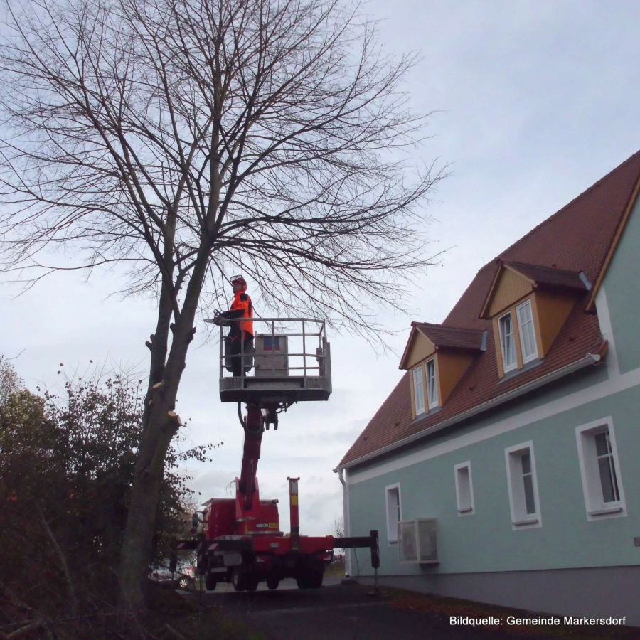 Baumfällungen in Gebäudenähe bringen oft hohen Aufwand mit sich