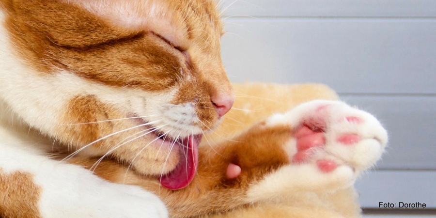 Reinlichkeit ist eine Zier: Hauskatzen verbingen mehr als drei Stunden täglich damit, sich zu pflegen